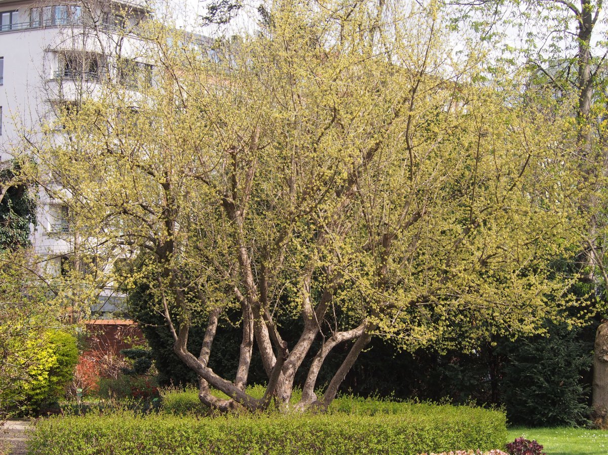 Кизил обыкновенный - фото 4