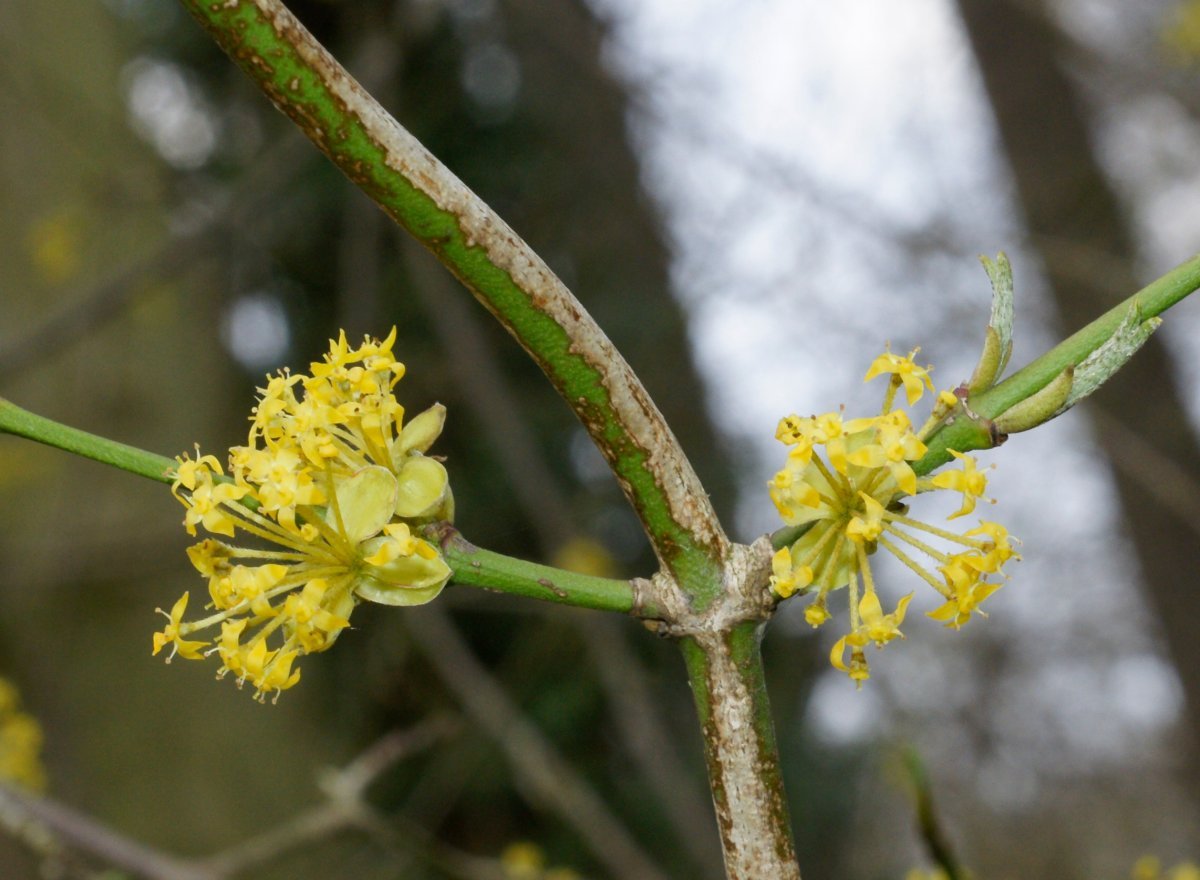 Кизил обыкновенный - фото 9