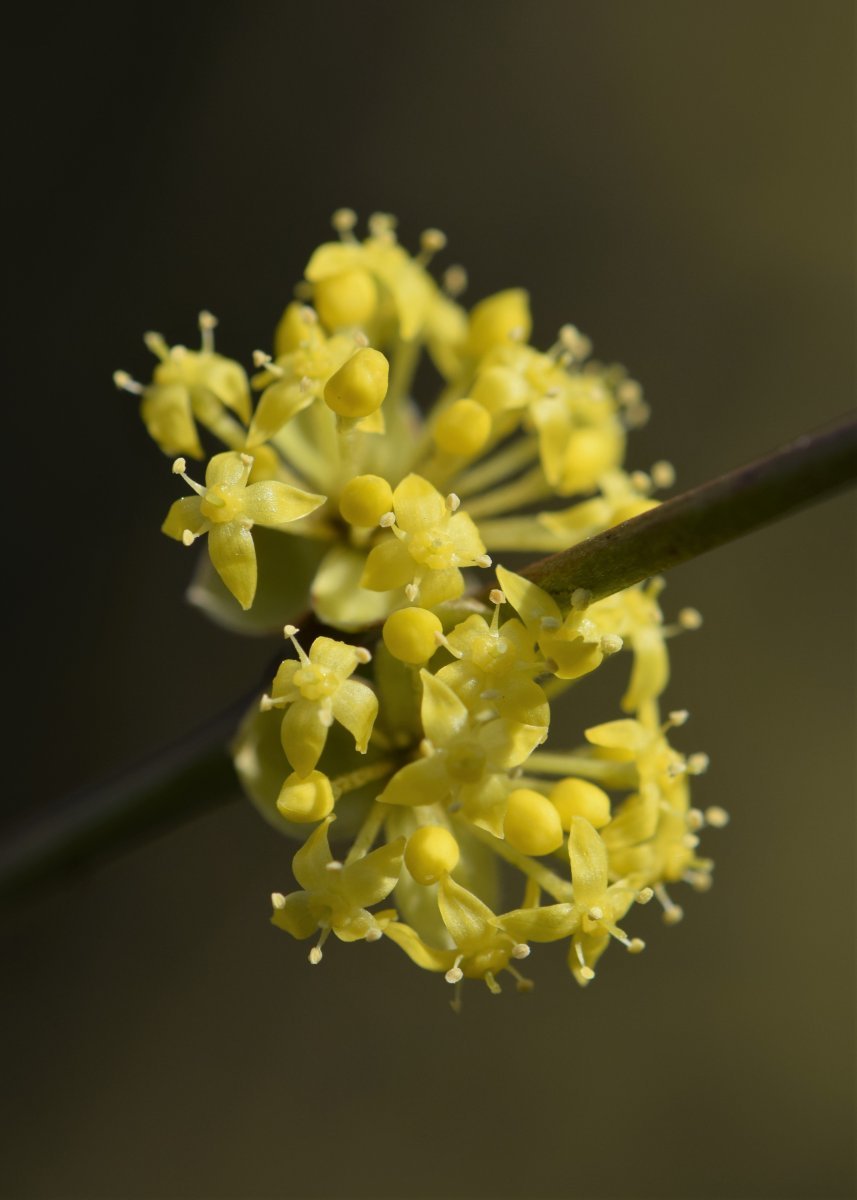 Кизил обыкновенный - фото 10