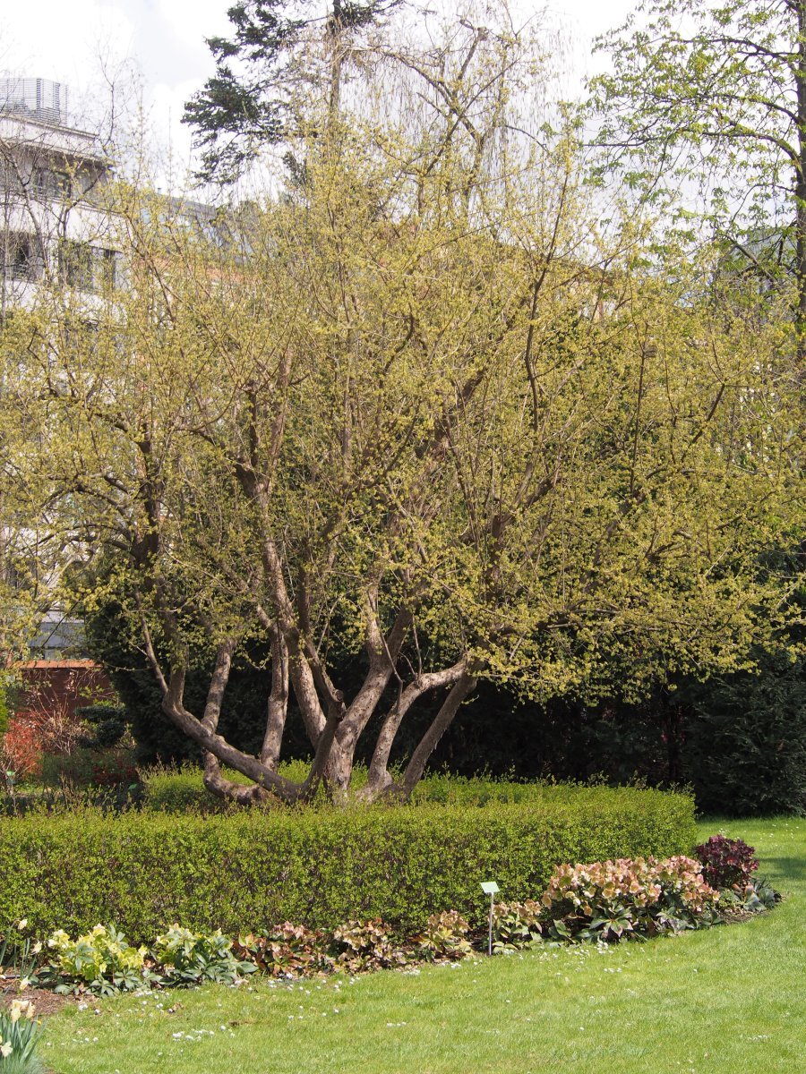 Кизил обыкновенный - фото 5