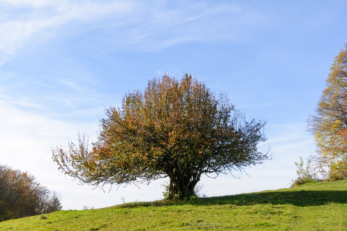 Кизил обыкновенный - фото 6