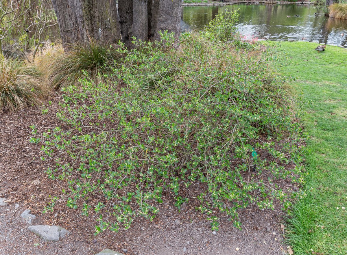 Рябина черноплодная - фото 2