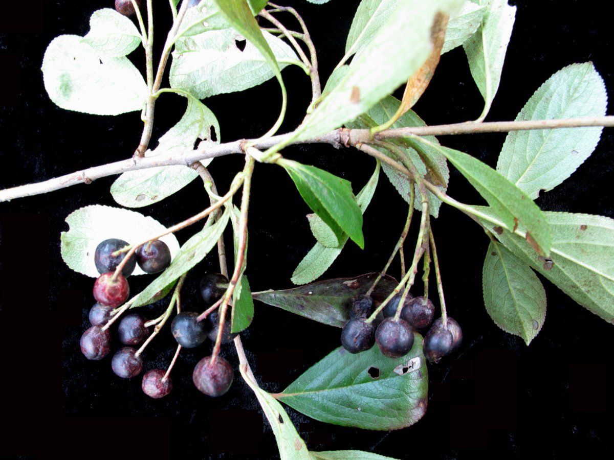 Рябина черноплодная - фото 6