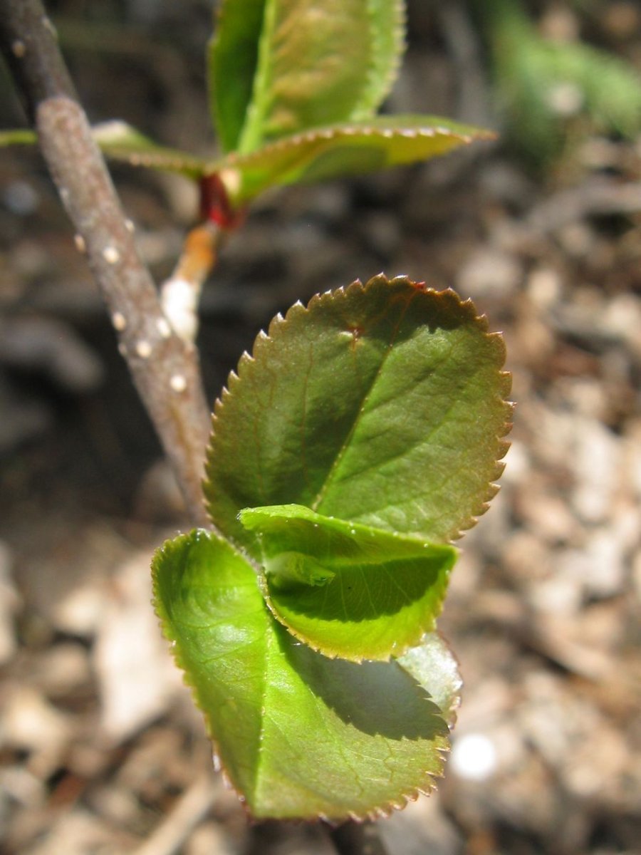 Рябина черноплодная - фото 5