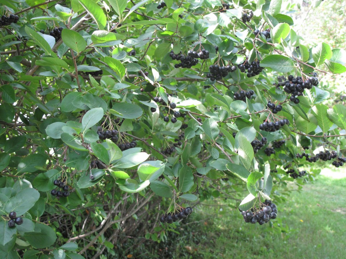 Рябина черноплодная - фото 9