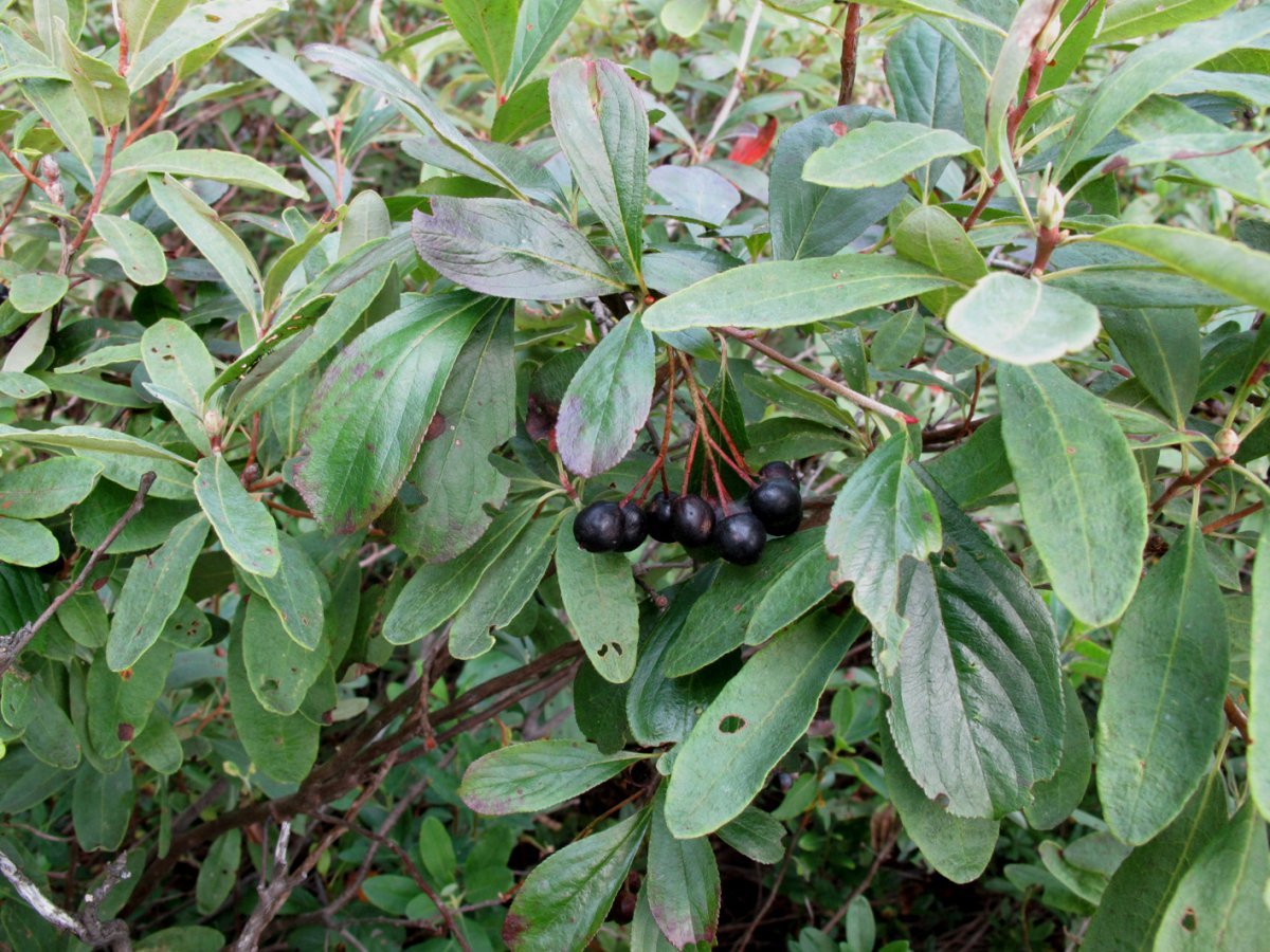 Рябина черноплодная - фото 8