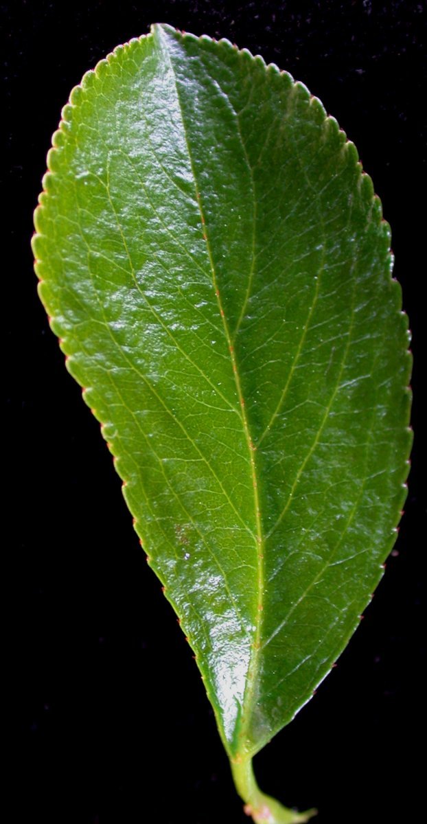 Рябина черноплодная - фото 7