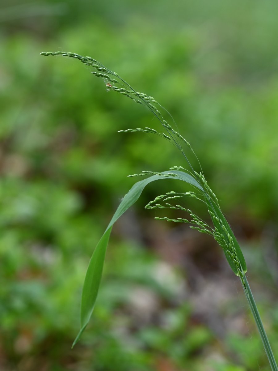Бор развесистый - фото 10