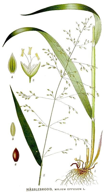 Бор развесистый