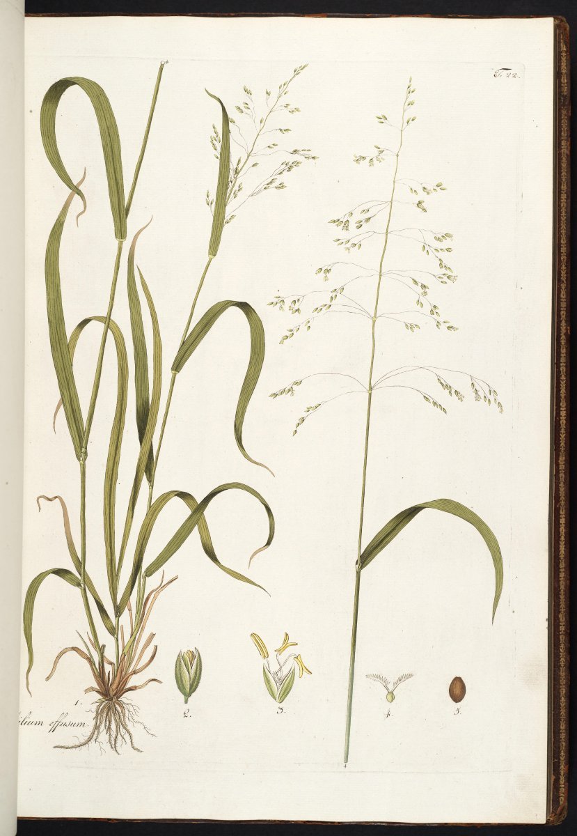 Бор развесистый - фото 5