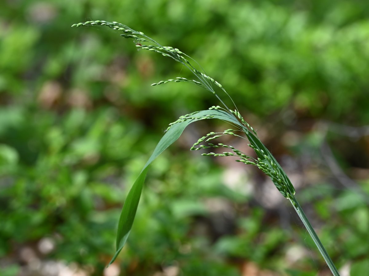 Бор развесистый - фото 8