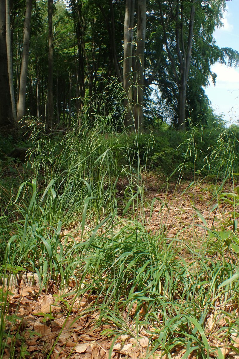 Бор развесистый - фото 6