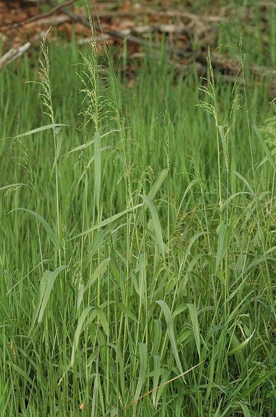 Бор развесистый - фото 2