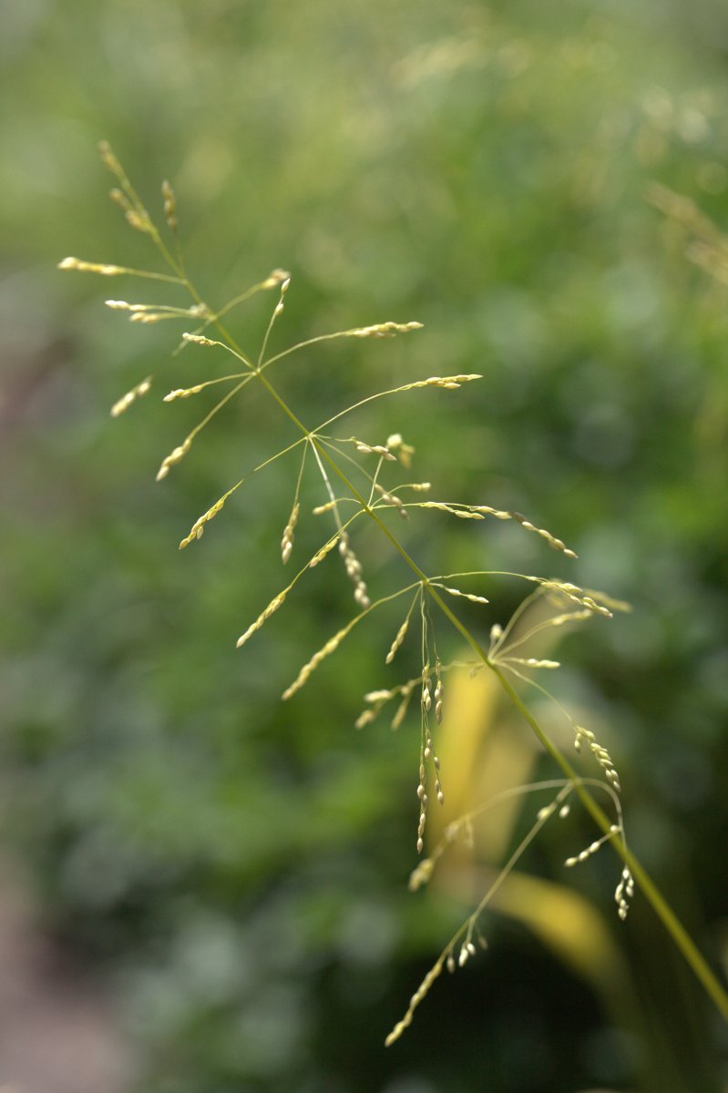 Бор развесистый - фото 4