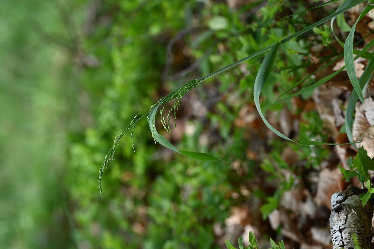 Бор развесистый - фото 9