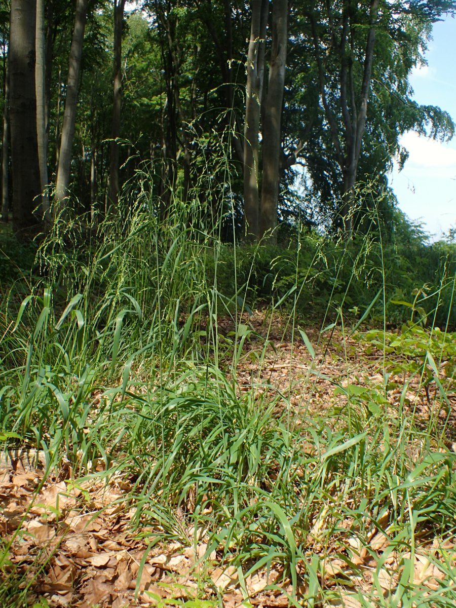 Бор развесистый - фото 7