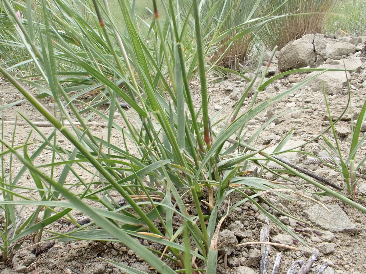 Бутелуа изящная - фото 10