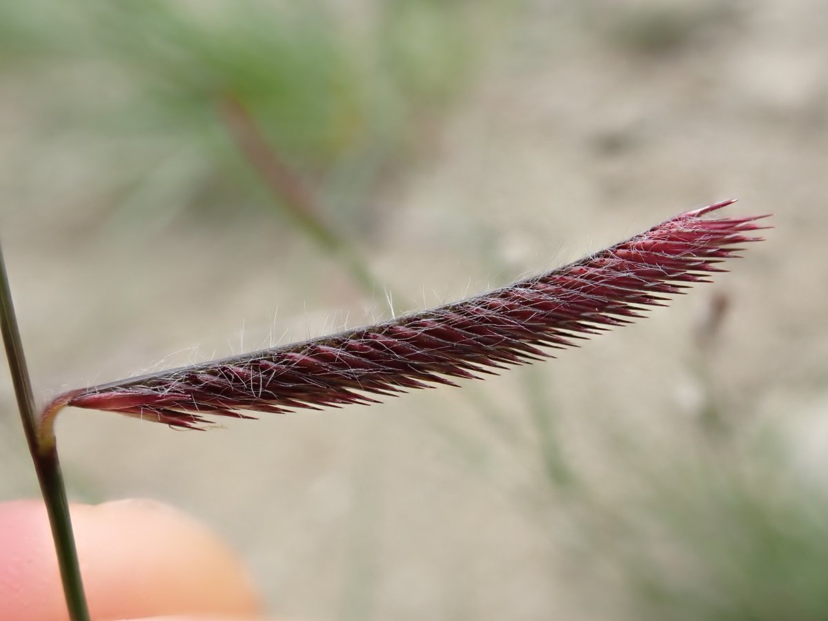 Бутелуа изящная - фото 8