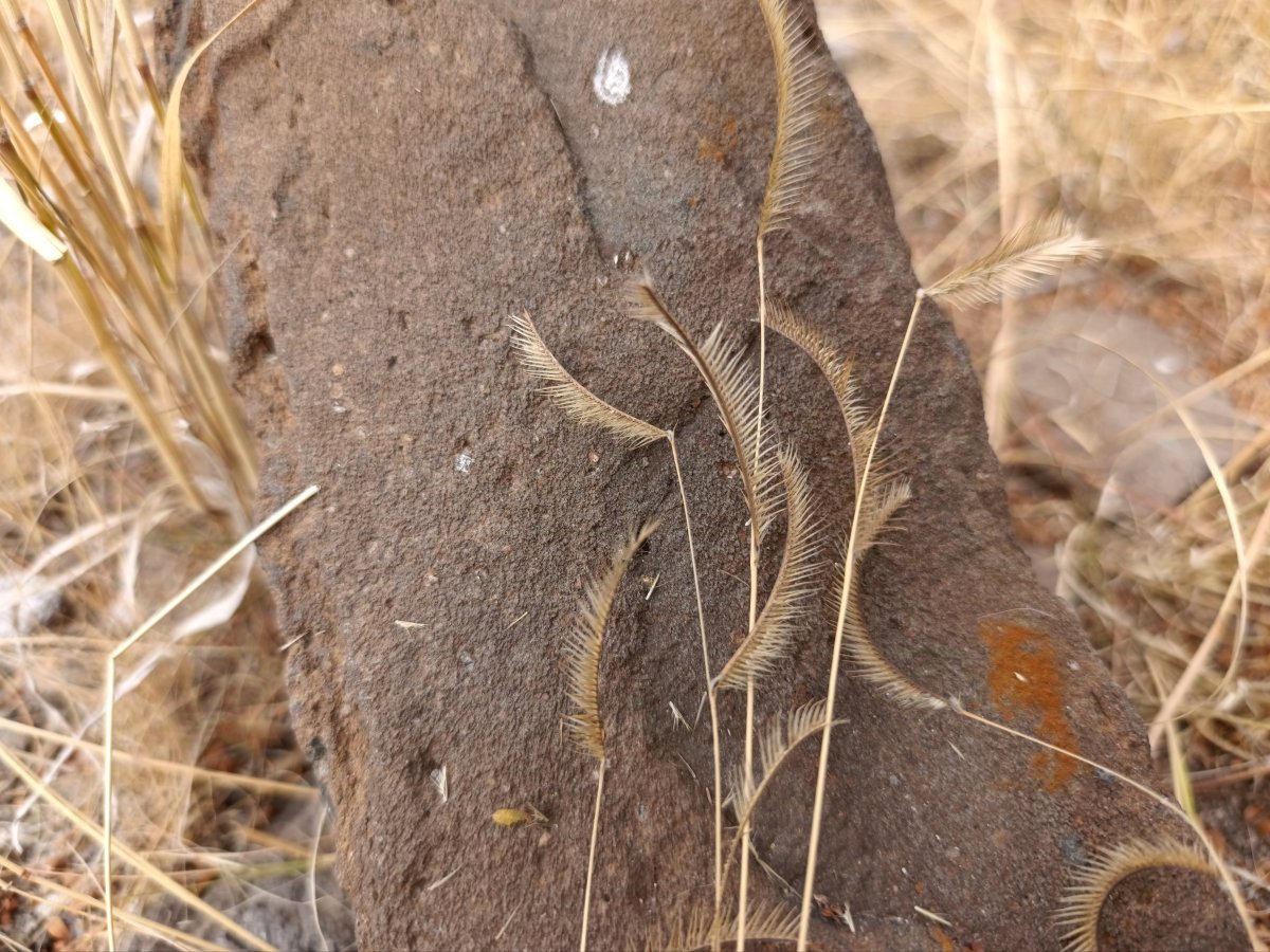 Бутелуа изящная - фото 5