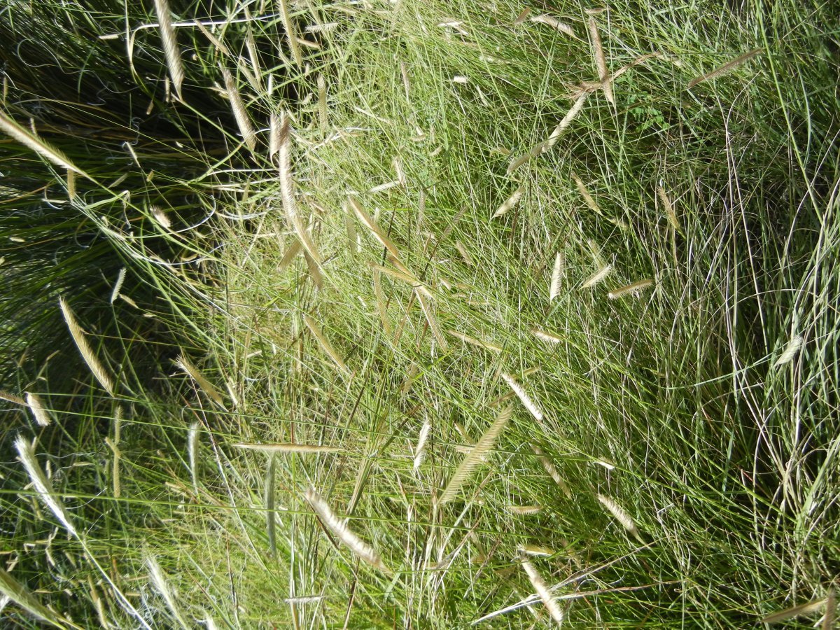 Бутелуа изящная