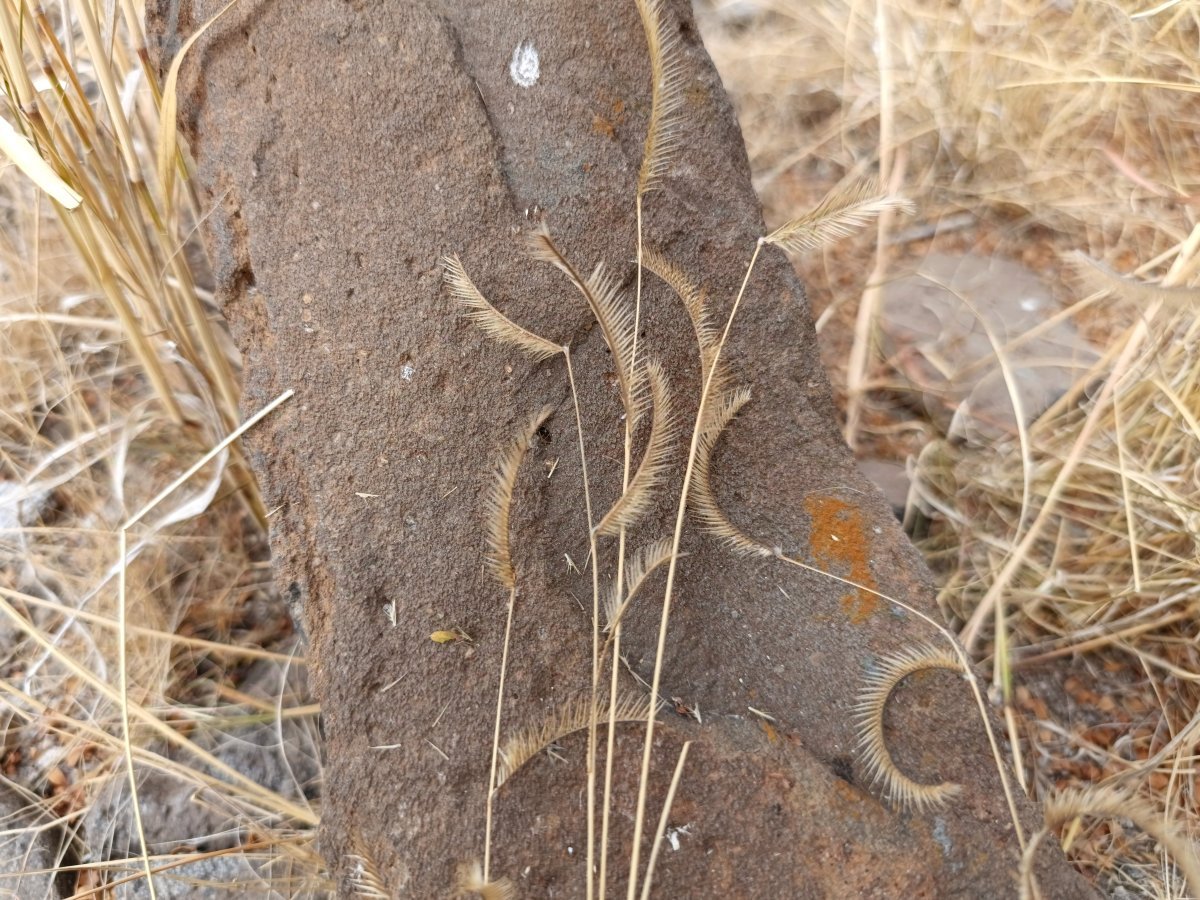 Бутелуа изящная - фото 6