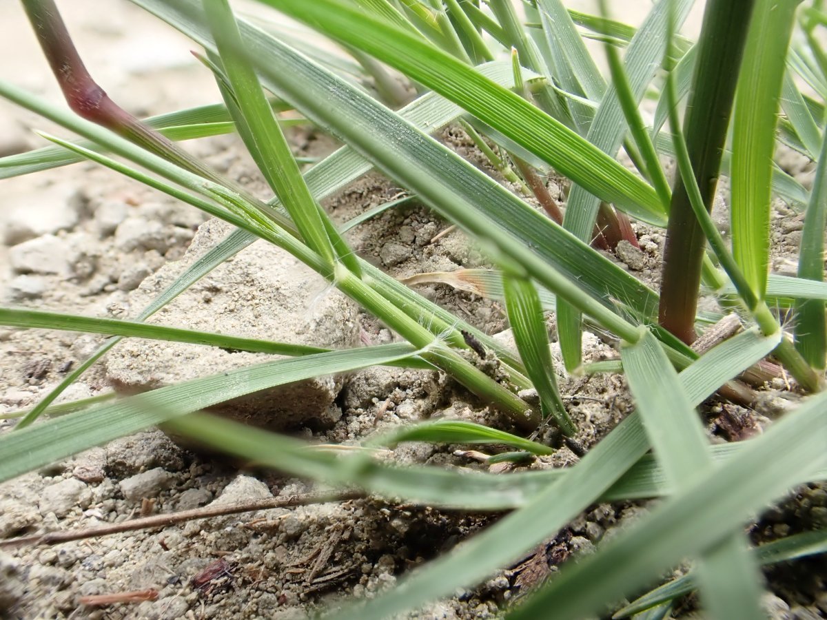 Бутелуа изящная - фото 7