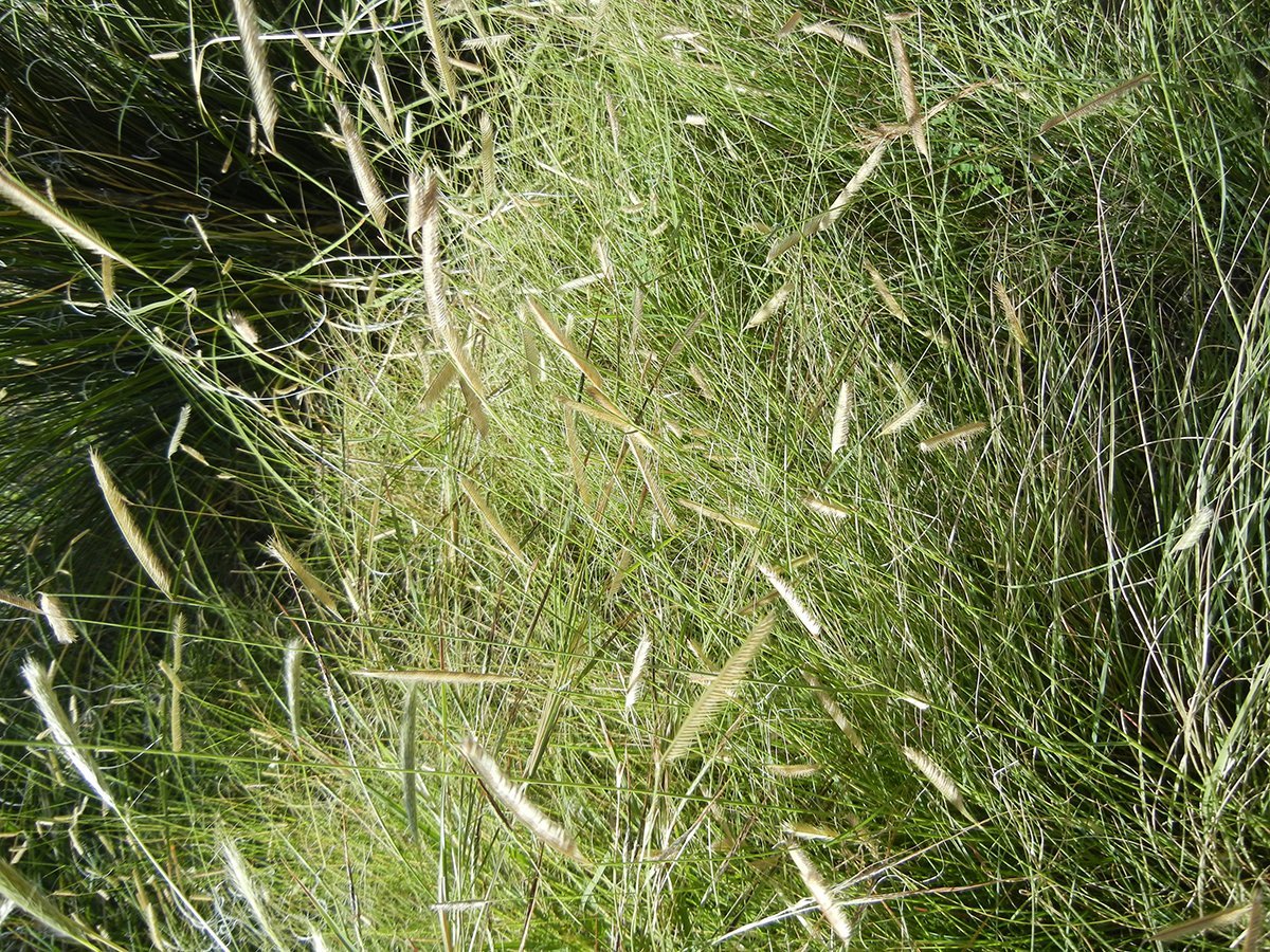 Бутелуа изящная - фото 2