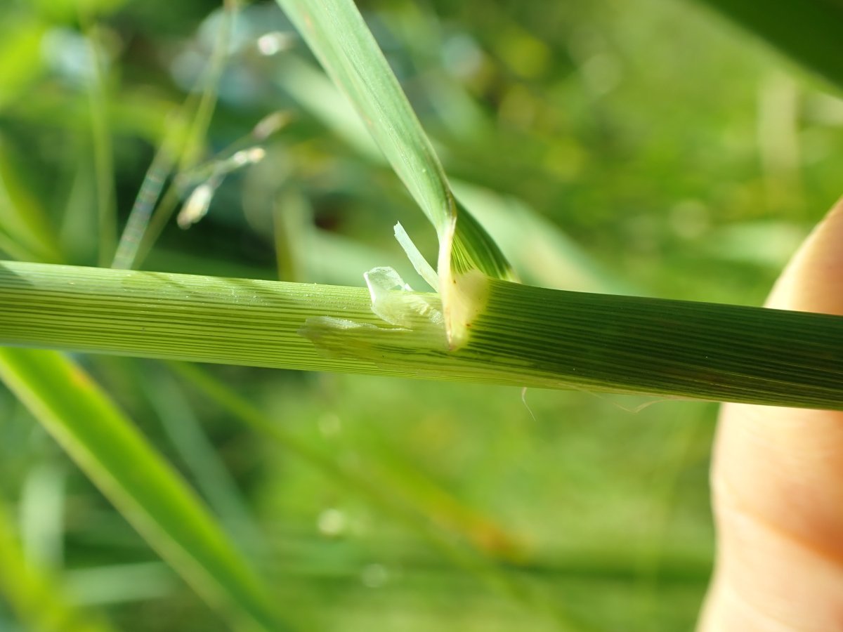 Канареечник тростниковый - фото 2