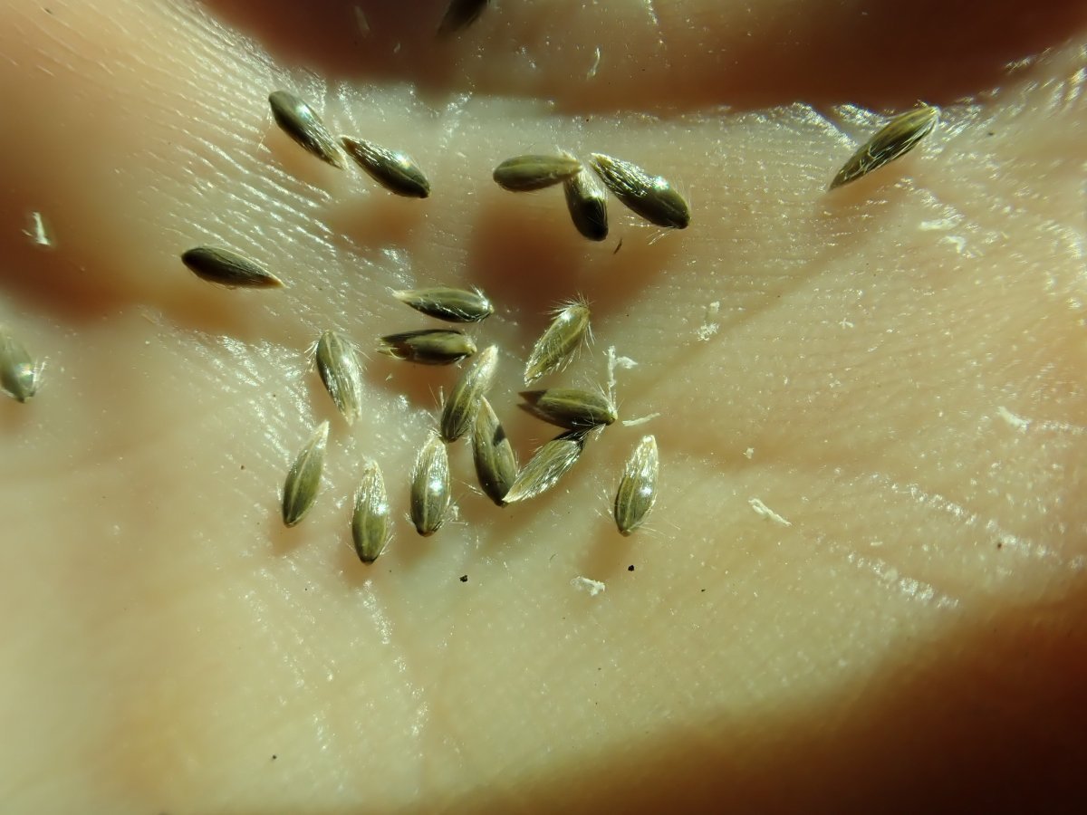 Канареечник тростниковый - фото 3