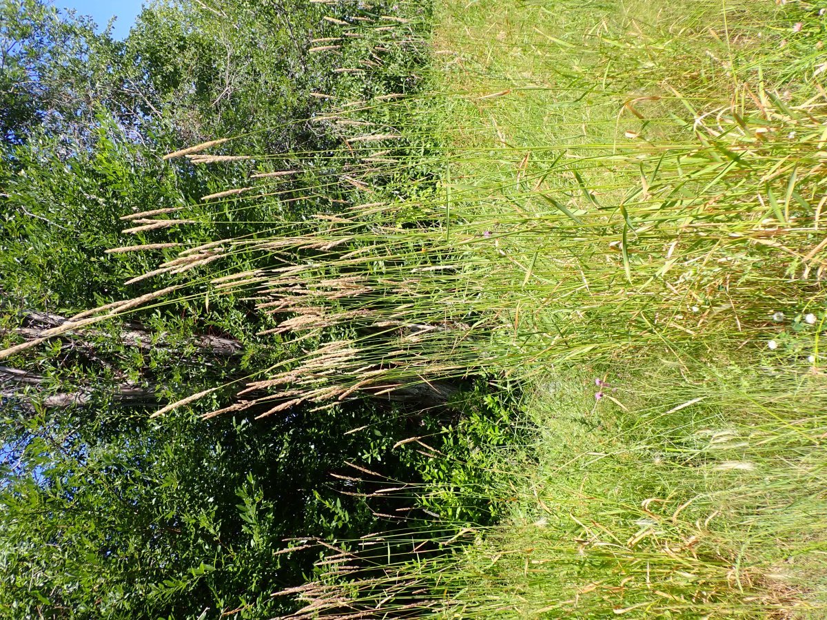 Канареечник тростниковый - фото 6