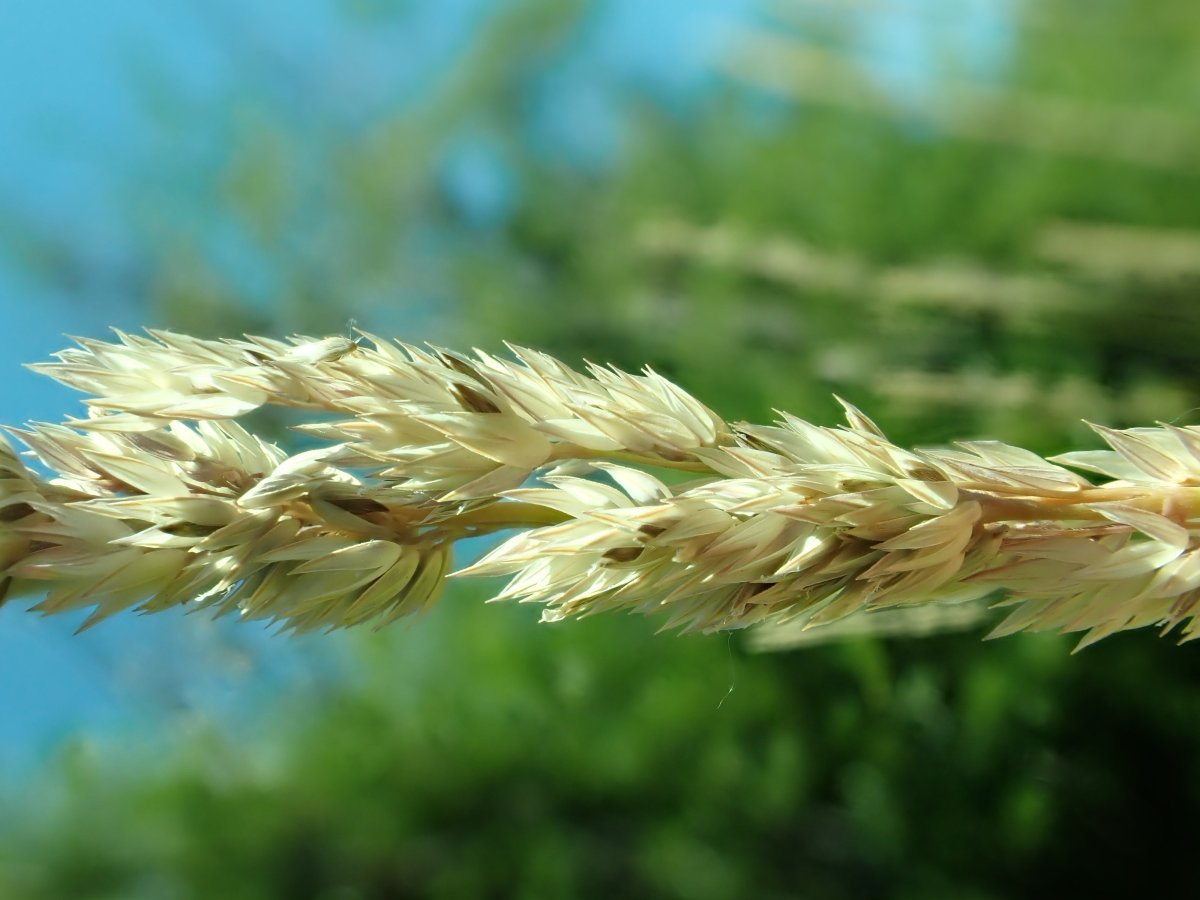 Канареечник тростниковый - фото 7