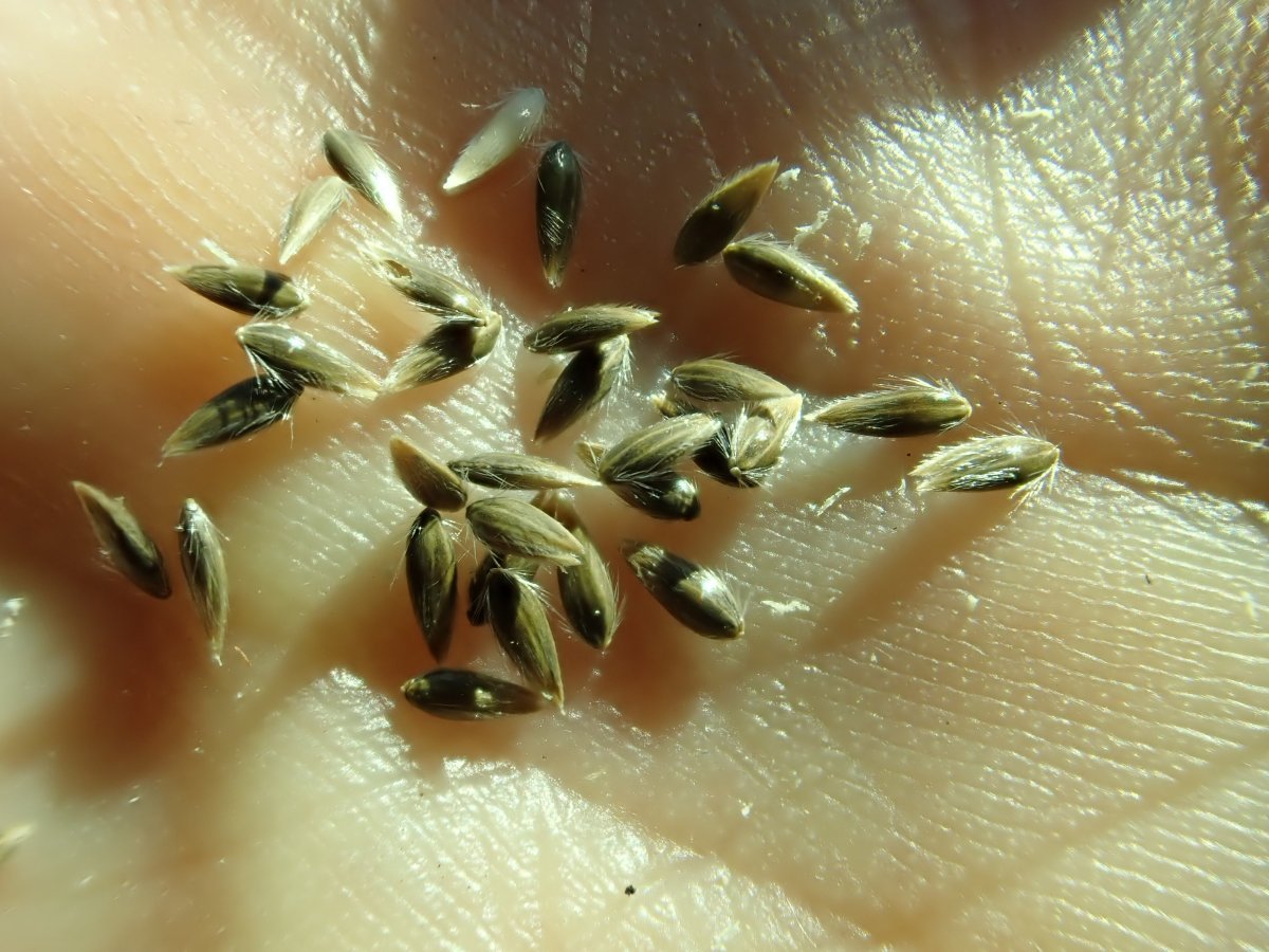 Канареечник тростниковый - фото 4