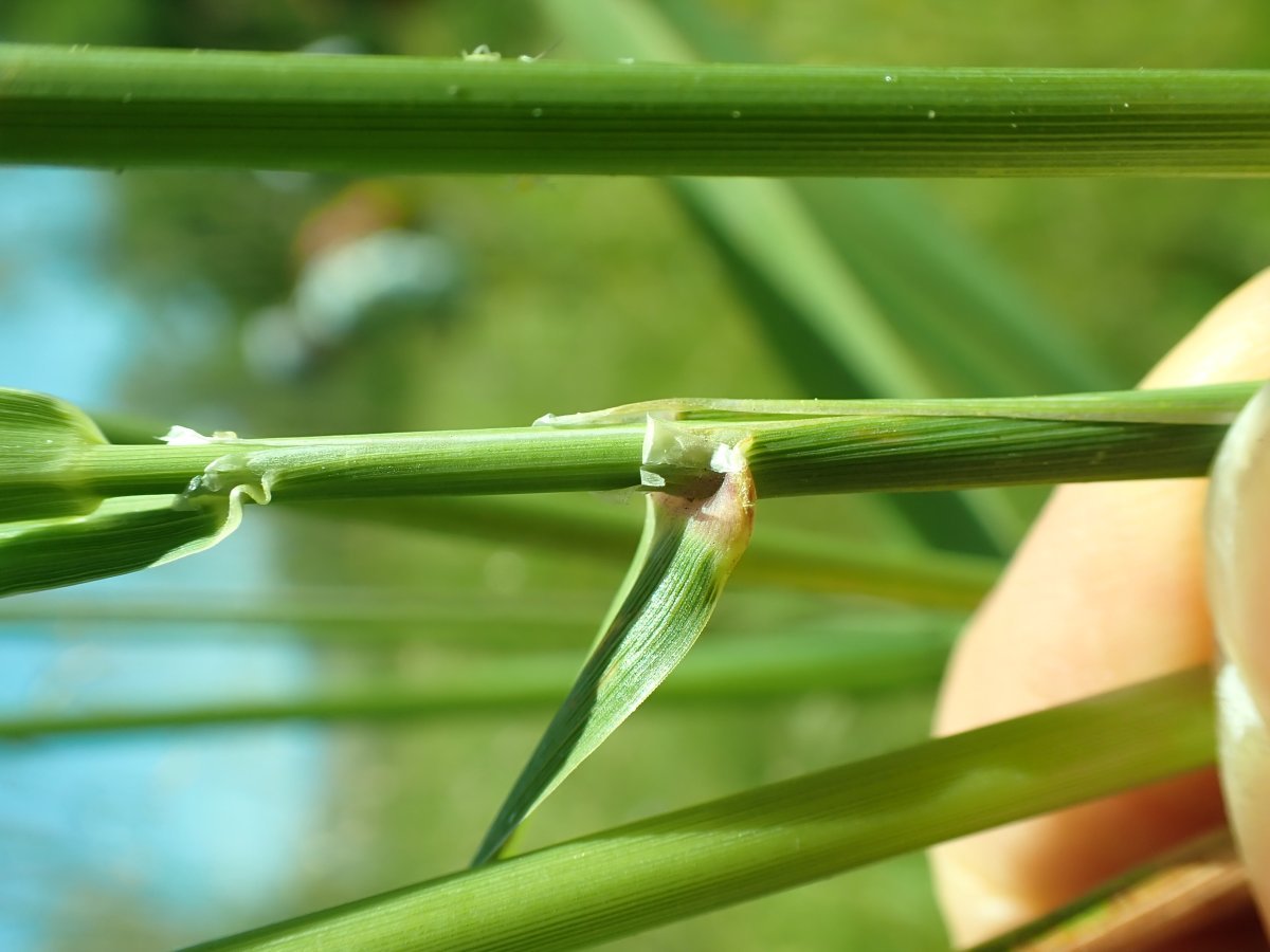 Канареечник тростниковый - фото 8