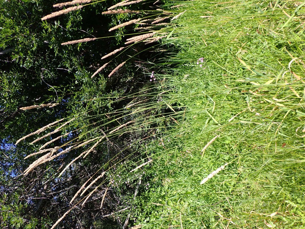 Канареечник тростниковый - фото 5