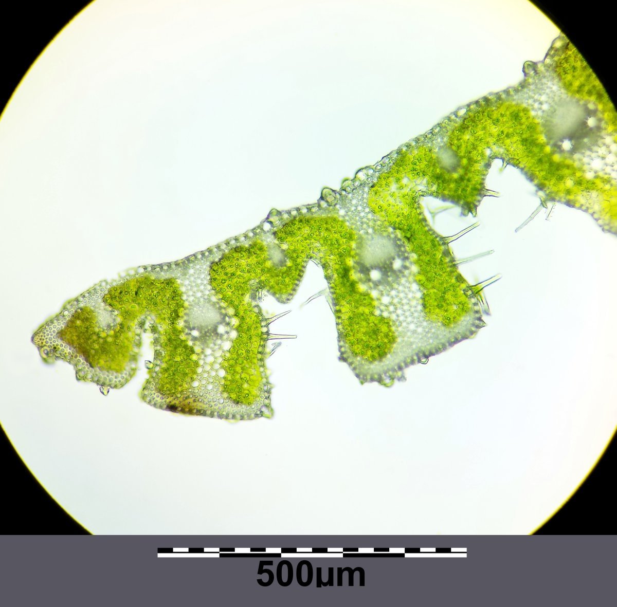 Ковыль красивейший - фото 3