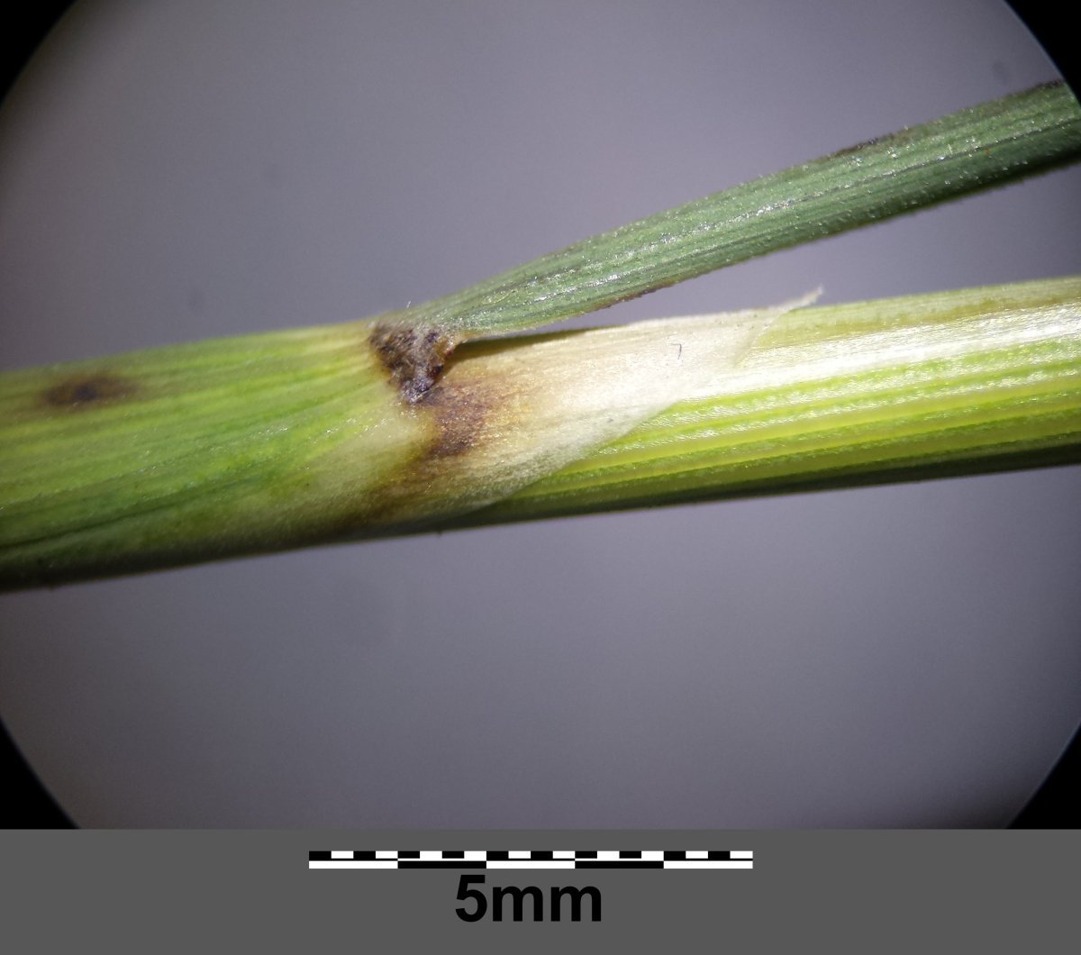 Ковыль красивейший