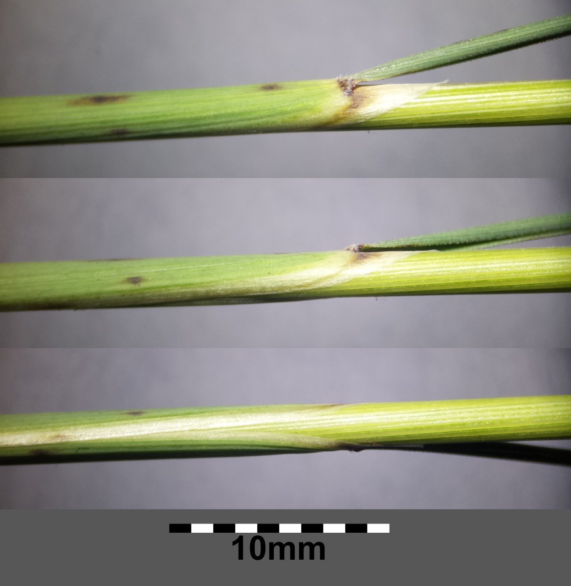 Ковыль красивейший - фото 2