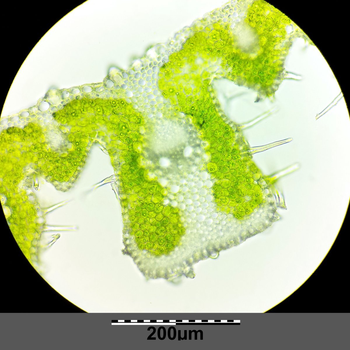 Ковыль красивейший - фото 5