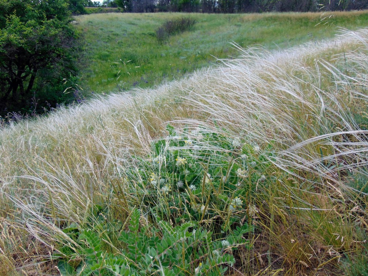 Ковыль красивейший - фото 8