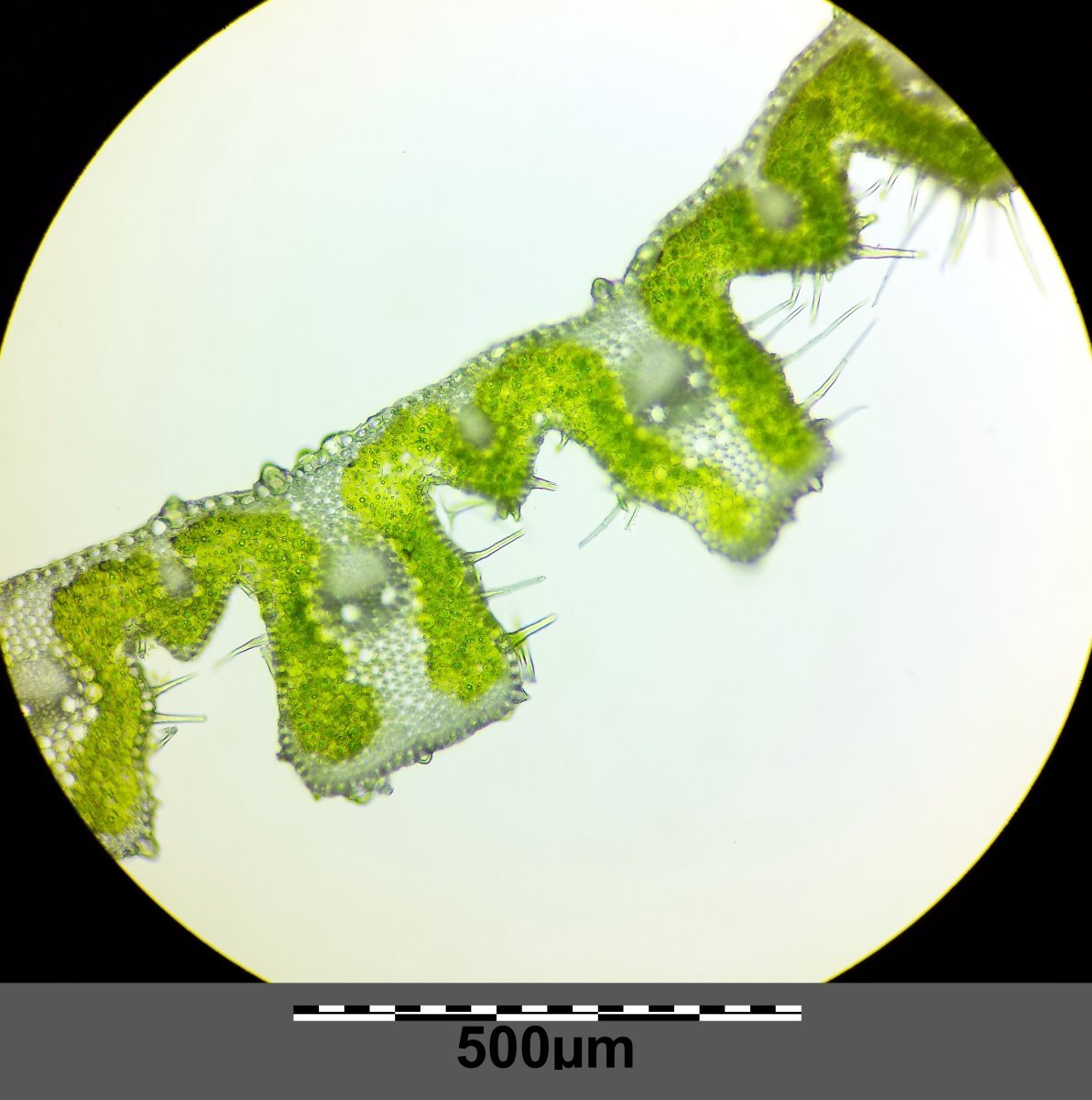 Ковыль красивейший - фото 4