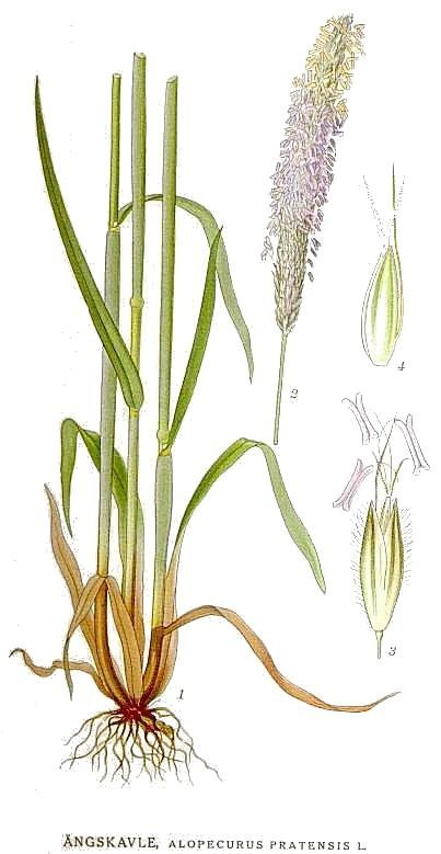 Лисохвост луговой - фото 2