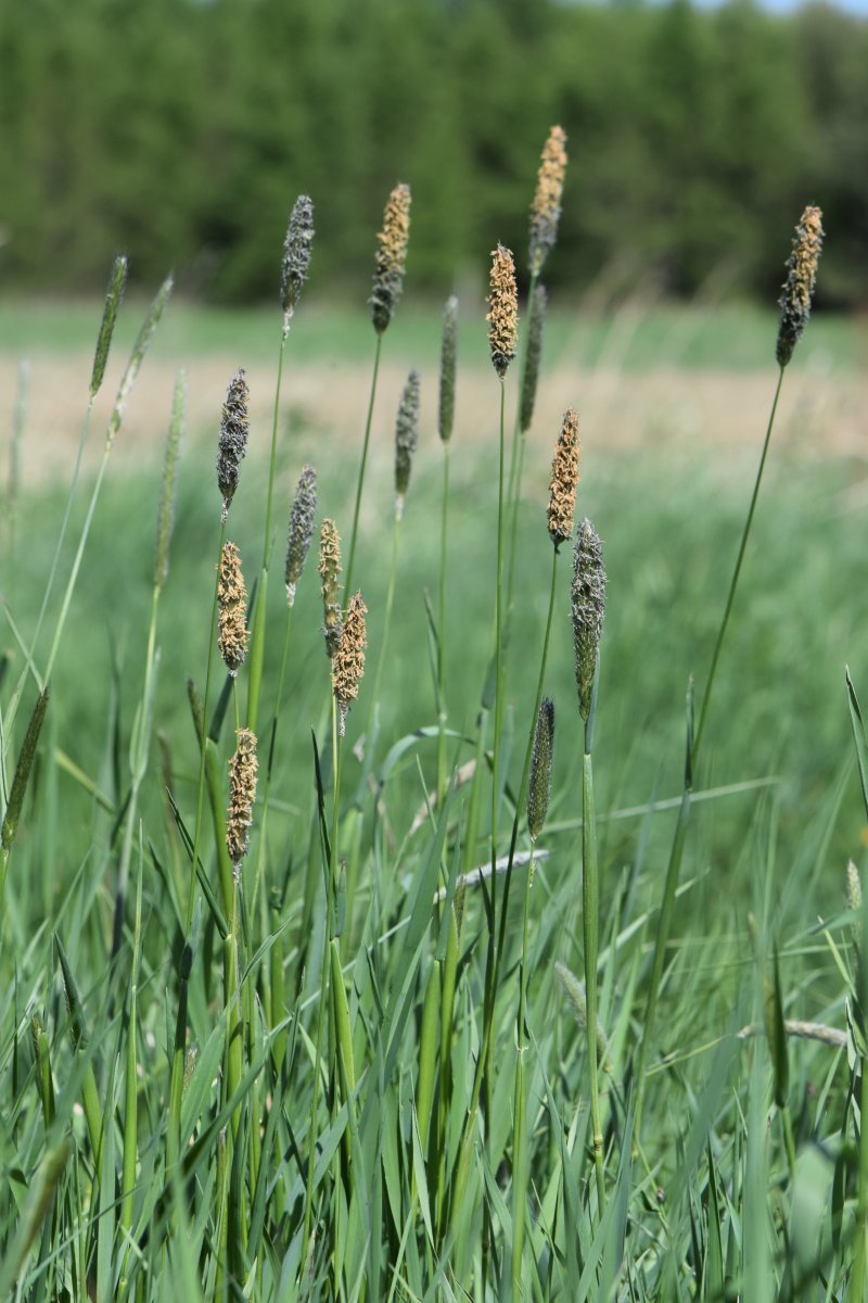 Лисохвост луговой - фото 7