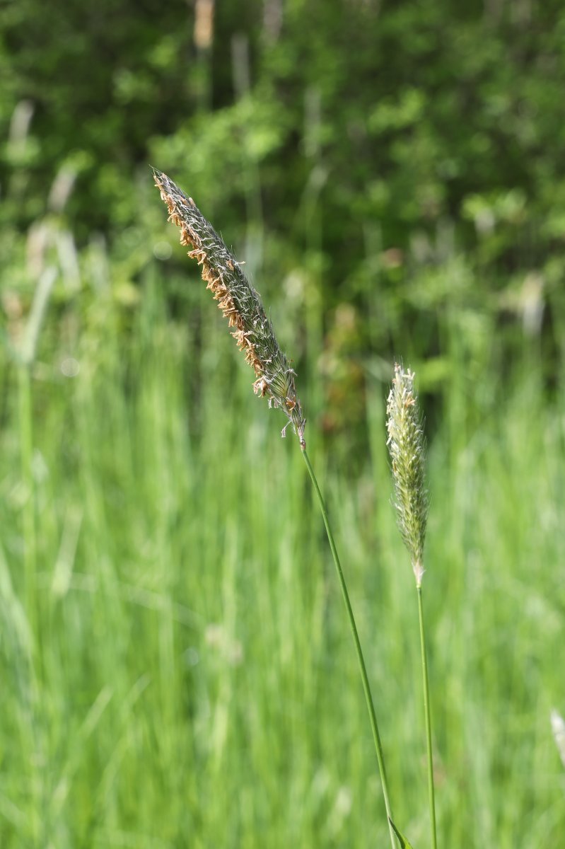 Лисохвост луговой - фото 4