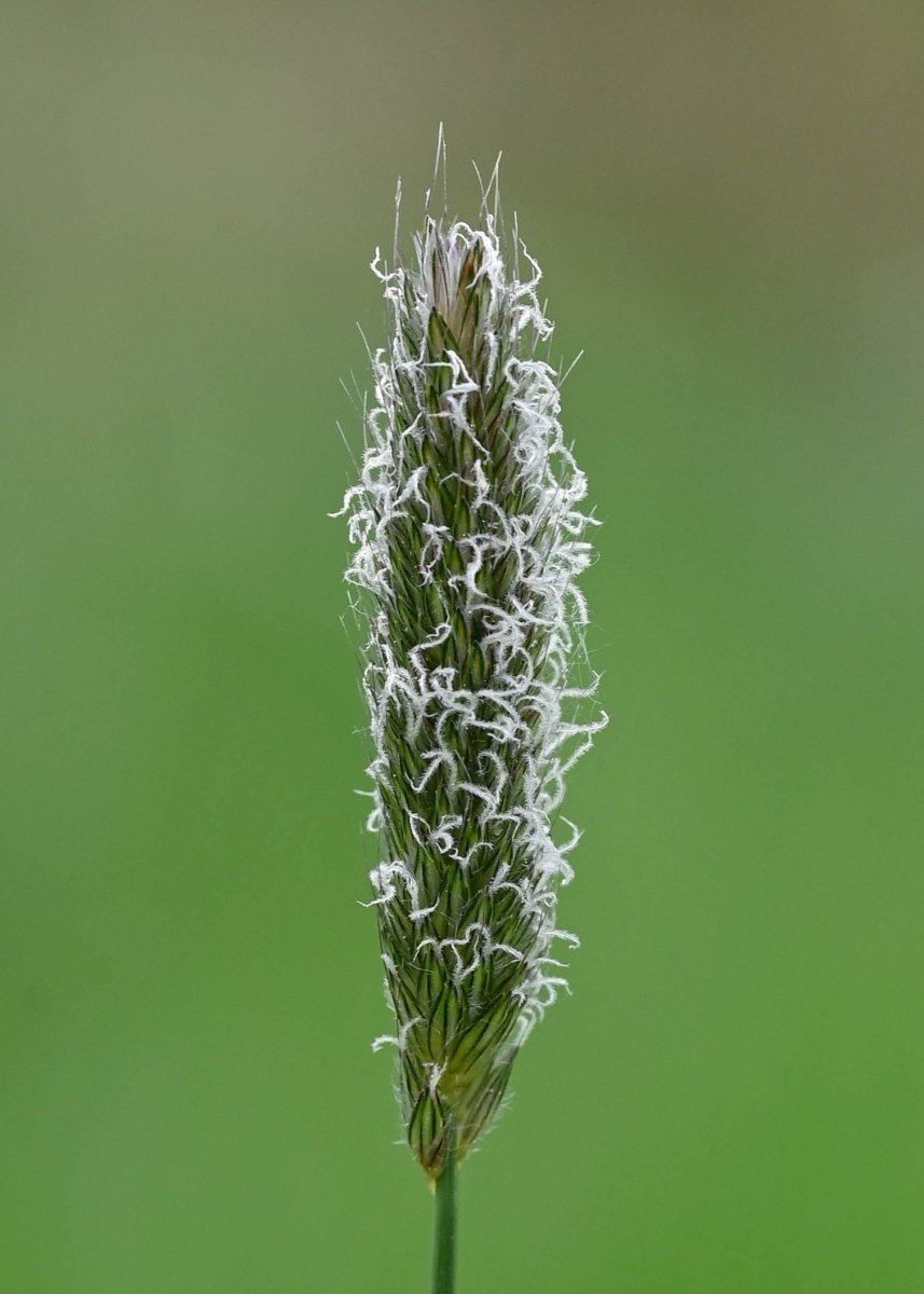 Лисохвост луговой - фото 10