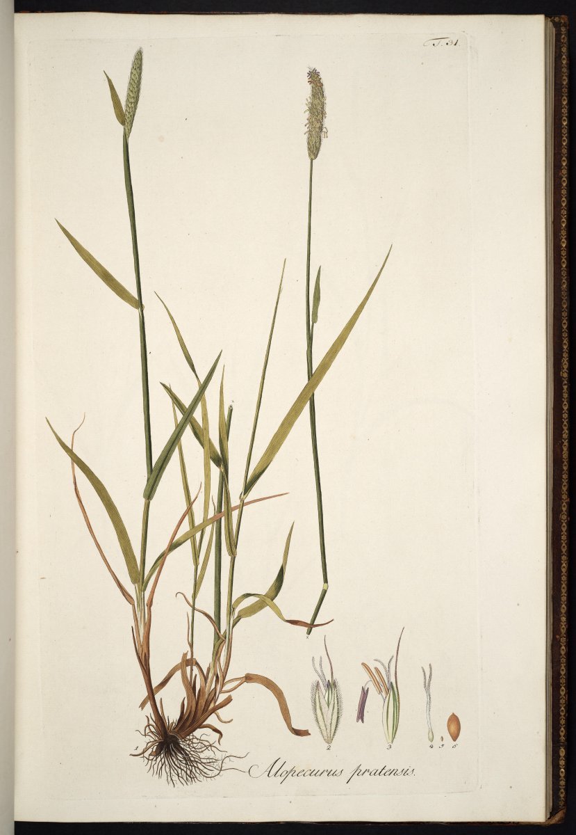 Лисохвост луговой - фото 6