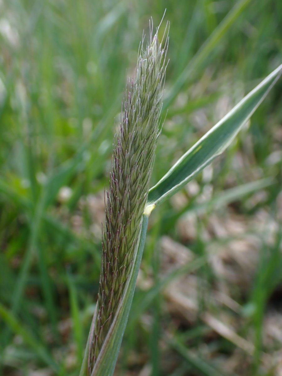 Лисохвост луговой - фото 9