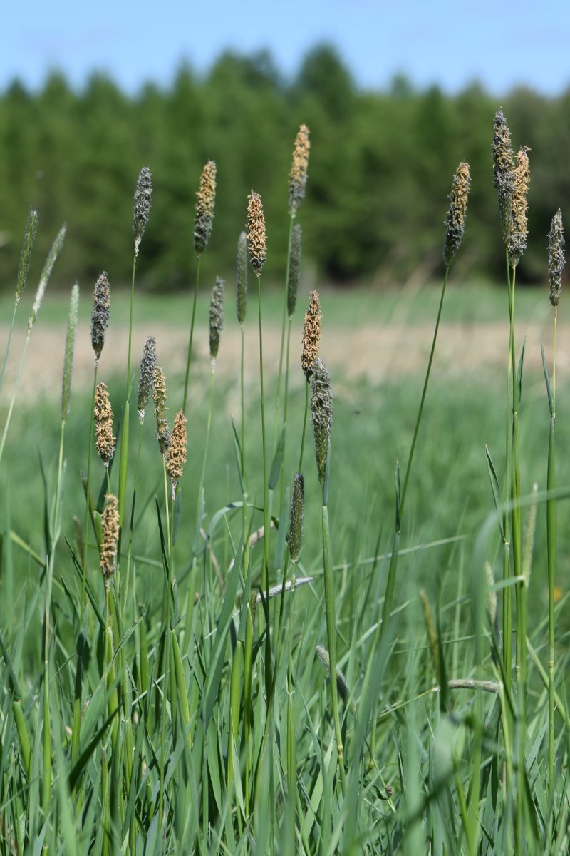 Лисохвост луговой - фото 8