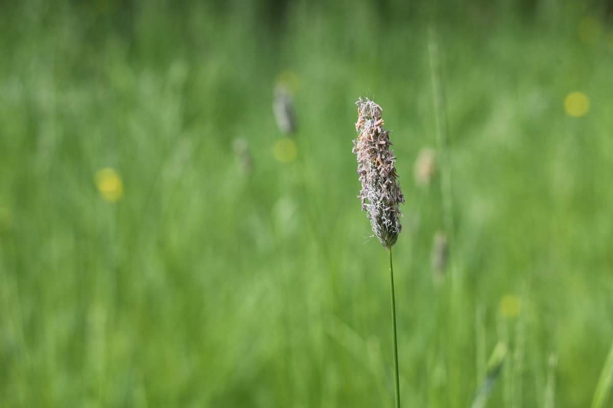 Лисохвост луговой - фото 5