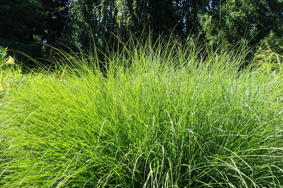 Мискантус китайский - фото 6