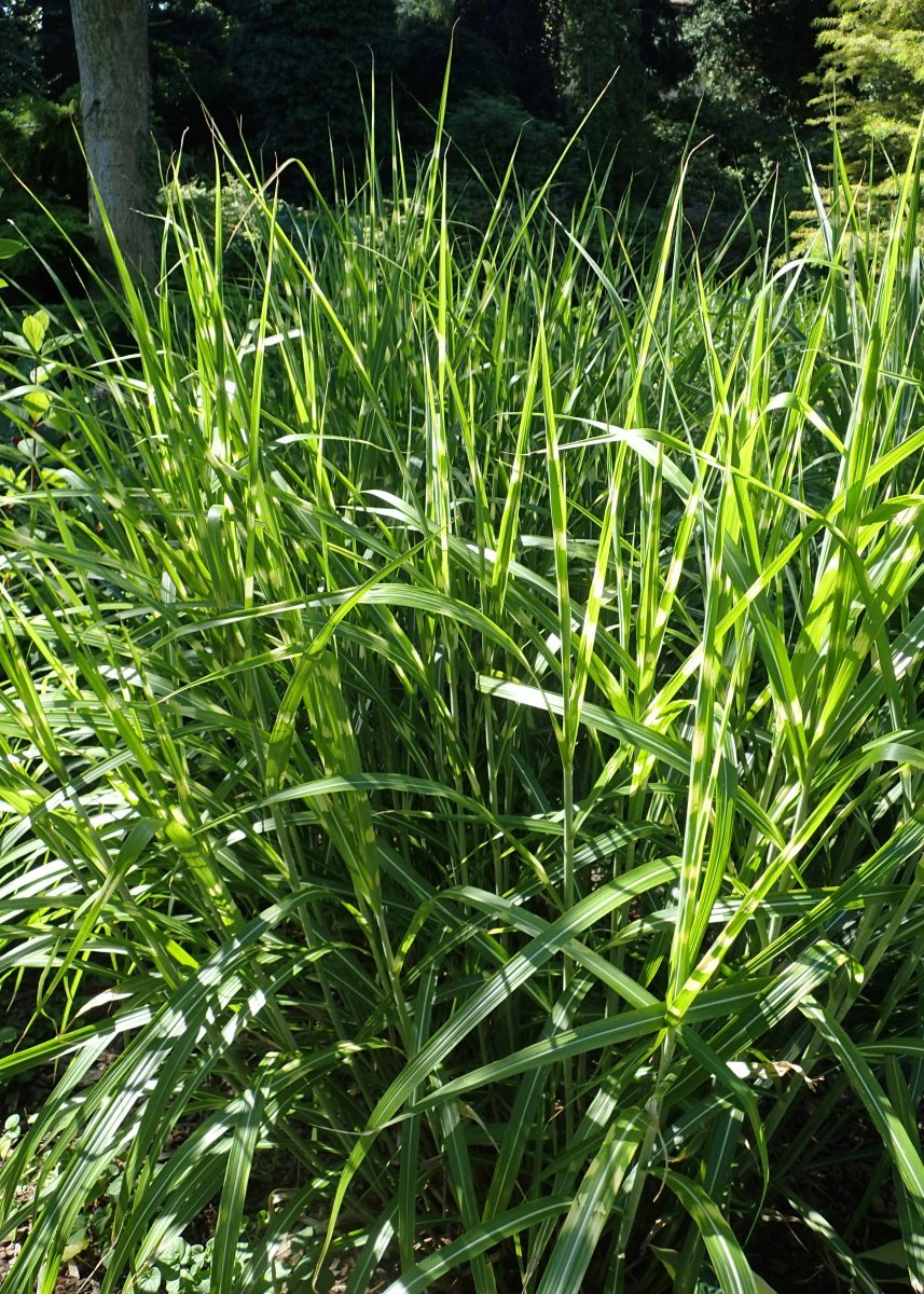 Мискантус китайский - фото 5